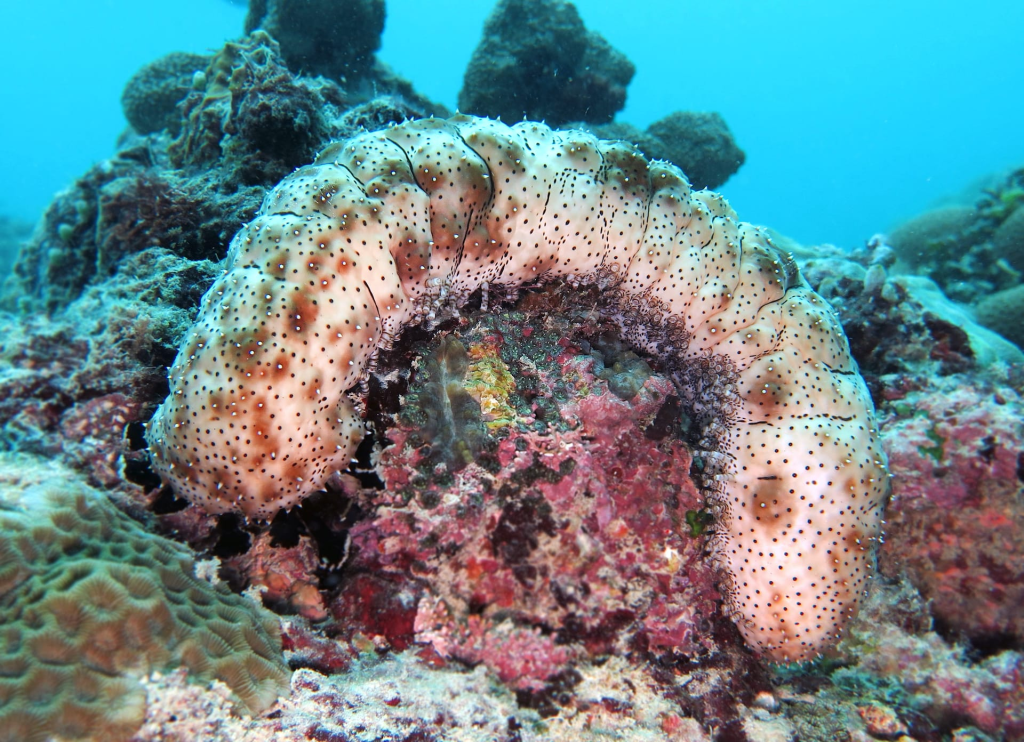Teripang (sea cucumber)